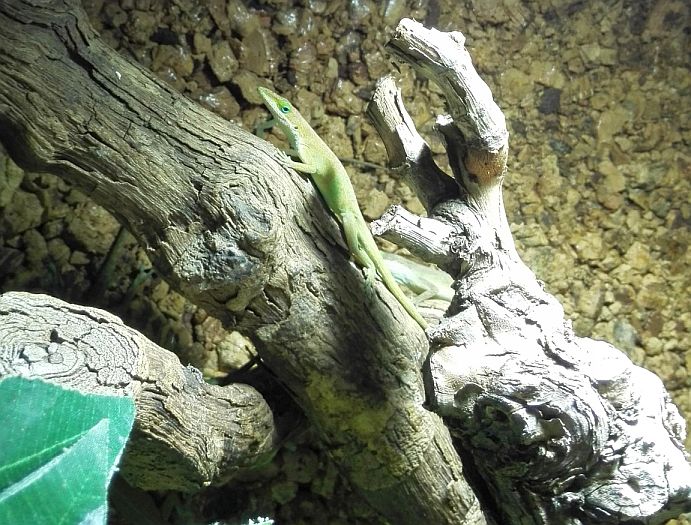 Groene Anolis op boomstronk